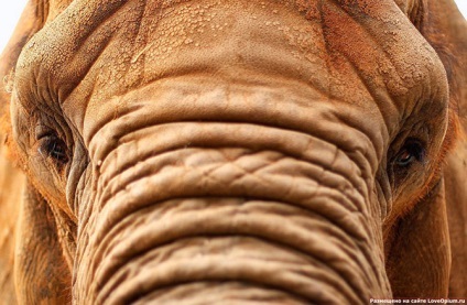Mivel az elefántok élnek fogságban, frissebb - a legjobb a nap, amit valaha is szüksége van!