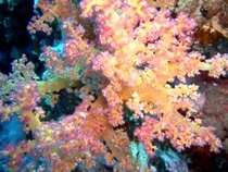 korall kő