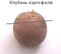 Картофелетерапія - лікування картоплею (соланін) і іншими овочами, рецепти ліків з рослин з