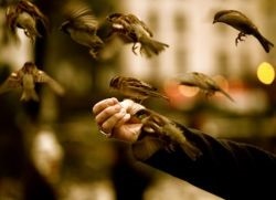 Miért álom egy madár a kézben