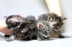 Miért álom születését kiscicák macskák, suttogó