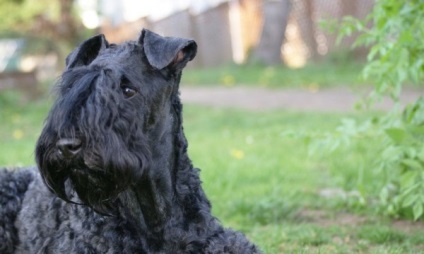Kerry Blue Terrier fotó és leírás kutyafajták