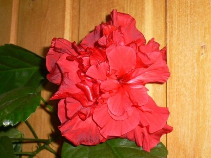 Kínai rózsa levelek sárgák, és leesik - Kínai hibiszkusz, hölgy ka
