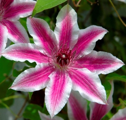 Clematis kerttervezés fotó