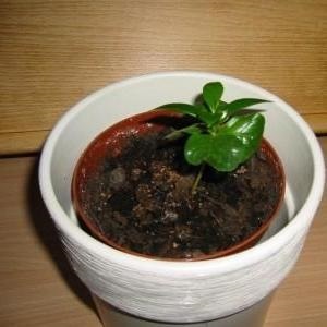Arabica kávé - szobanövény, hogyan kell megszervezni a minőségi ellátáshoz okoz sárguló levelek