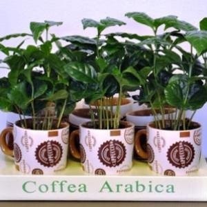 Arabica kávé - szobanövény, hogyan kell megszervezni a minőségi ellátáshoz okoz sárguló levelek