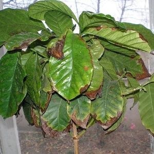 Arabica kávé - szobanövény, hogyan kell megszervezni a minőségi ellátáshoz okoz sárguló levelek