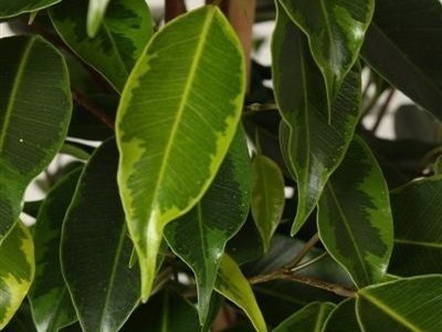 Cserepes Ficus Benjamin képek, faj és fajta, ellátás a haza