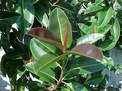Cserepes Ficus Benjamin képek, faj és fajta, ellátás a haza