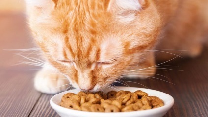 Tápszerek, ivartalanított macskák, mint a takarmány száraz élelmiszer