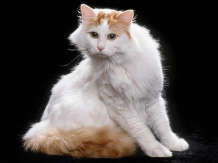 Macska fajta Turetskiy Van leírás, fényképek, értékelések