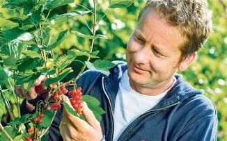 Piros ribiszke ellátás és termesztés, tenyésztés