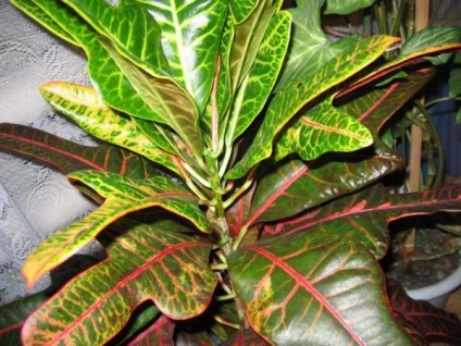 Croton vagy codiaeum fajok és fajták fotók, valamint a különböző beltéri növények és azok nevét, hanem