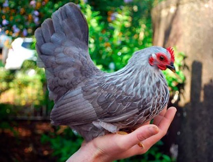 Csirkék tenyészteni Chabot, Chabot törpe csirke, japán Bantam, japán Bantam, Chabo