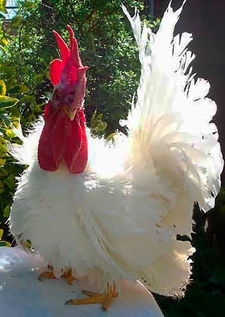 Csirkék tenyészteni Chabot, Chabot törpe csirke, japán Bantam, japán Bantam, Chabo