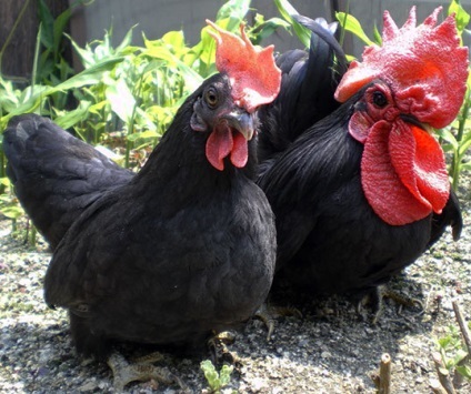 Csirkék tenyészteni Chabot, Chabot törpe csirke, japán Bantam, japán Bantam, Chabo