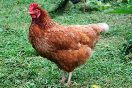 Csirkék tenyészteni borotva barna és fehér - leírás, képek és videó