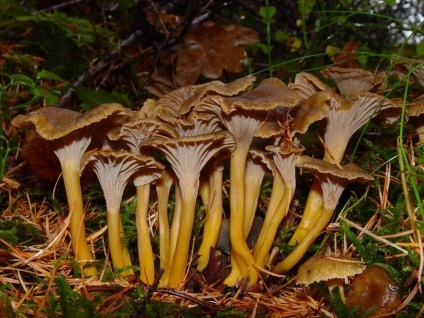 Rókagomba (gomba) - leírása a faj, ahol tulajdonságait, fotók