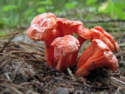 Rókagomba (gomba) - leírása a faj, ahol tulajdonságait, fotók