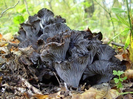 Rókagomba (gomba) - leírása a faj, ahol tulajdonságait, fotók