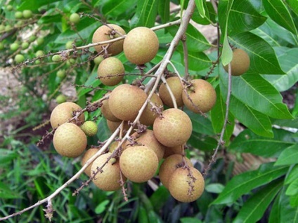 Лонган вирощування екзотичного фрукта в домашніх умовах
