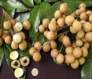 Лонган вирощування екзотичного фрукта в домашніх умовах