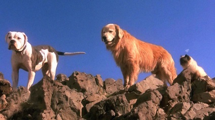 A legjobb filmek a kutyák listája és leírása a kutyák