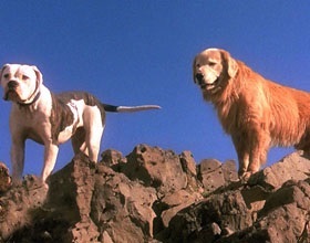 A legjobb filmek a kutyák listája és leírása a kutyák