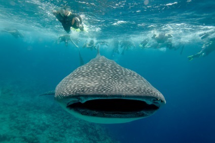 Csodáljuk a Maldív víz alatt