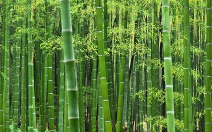 A mágikus tulajdonságait bambusz