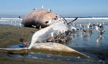 Mass ejekciós bálnák szárazföldi