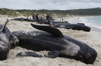 Mass ejekciós bálnák szárazföldi (miért kibocsátási strand bálnák) Mass ejekciós bálnák szárazföldi