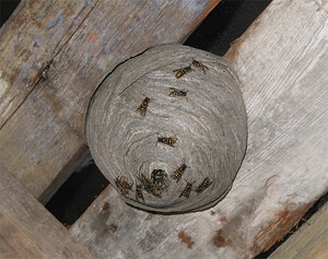 Módszerek pusztítás darázs fészket faházak és más helyszíneken kiadási tengely szakasztól