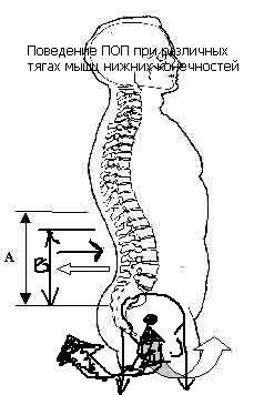 Body Mechanics - cikkek speciális egészségügyi és szépségápolási portál