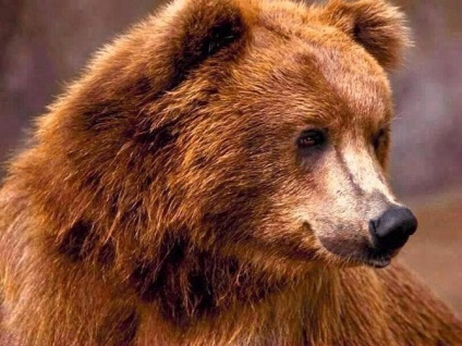 Misztika és kultusz a medve - titkait történelem - Hírek
