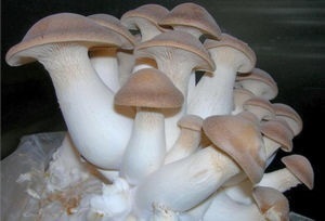 Laskagomba micélium termelni a saját kezét, gomba helyén (osztriga otthon) Laskagomba micélium termelni a saját kezét, gomba helyszínen