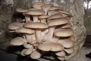 Laskagomba micélium termelni a saját kezét, gomba helyén (osztriga) Laskagomba micélium termelni a saját kezét, gomba helyszínen