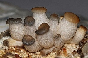 Laskagomba micélium termelni a saját kezét, gomba helyén (osztriga) Laskagomba micélium termelni a saját kezét, gomba helyszínen