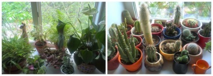Mennyit Ön ablakpárkányon növények