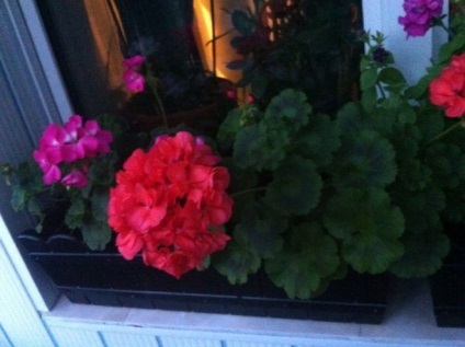 Mennyit Ön ablakpárkányon növények