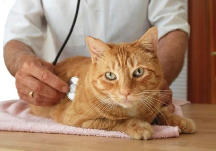 Urolithiasis macskák tünetei és kezelése