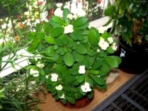 Kutyatej (Euphorbia) gondoskodás a hazai és tenyésztési