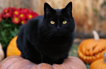 Folk előjelek társul egy fekete macska