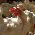 Áttekintés fajta csirkék borotva barna és fehér leírása az adott fotókkal és vélemények