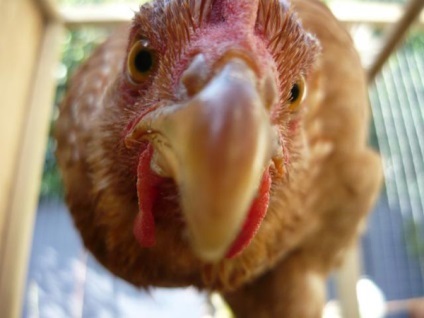 Áttekintés fajta csirkék borotva barna és fehér leírása az adott fotókkal és vélemények