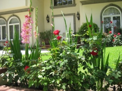 Csinálok egy virágos kert a ház előtt saját kezűleg - a fotó kollekcióban