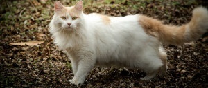 Leírása és története a fajta Turetskiy Van fotó, természet és színe macskák
