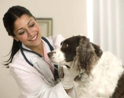 Leírása a hamis terhesség kutyák tünetei, kezelése és megelőzése