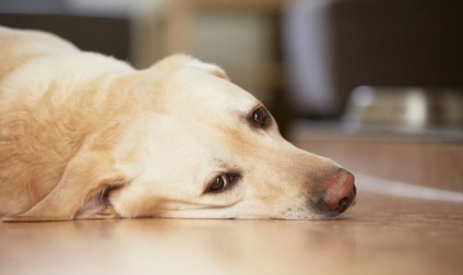 Leírása a hamis terhesség kutyák tünetei, kezelése és megelőzése