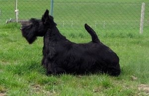 Leírása kutyafajta skót terrier - jellegű vélemények